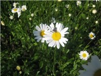 d828d9f4-Ivančice i bube.jpg